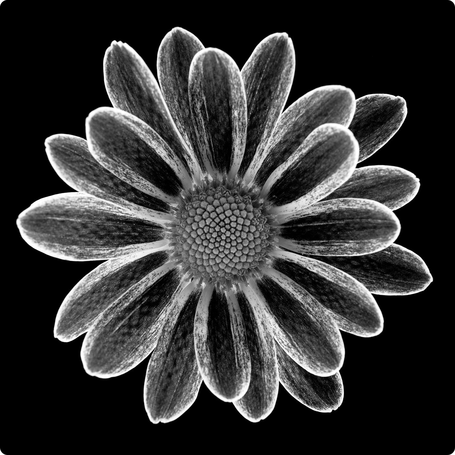 chrysanthemum black and white